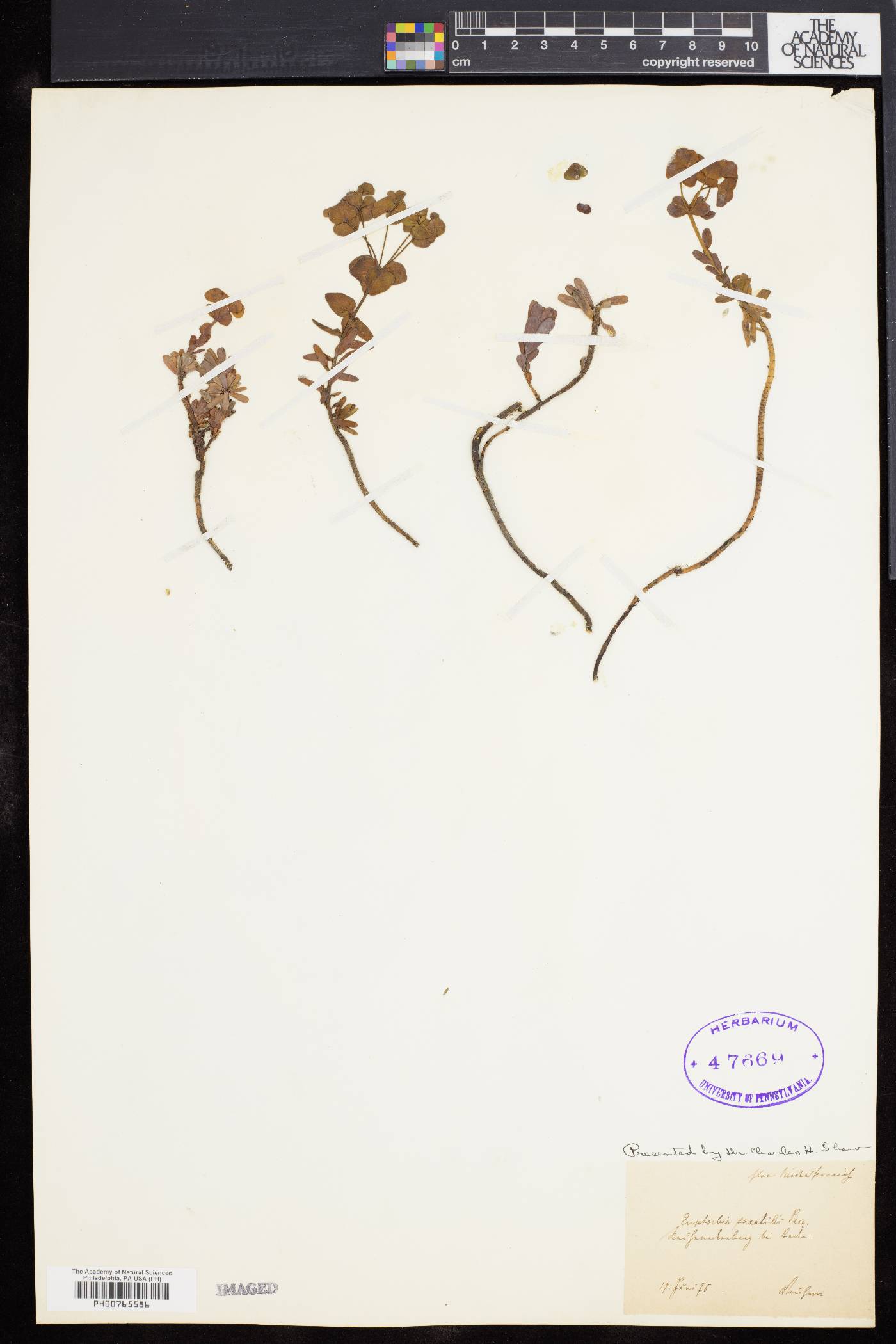 Euphorbia saxatilis image