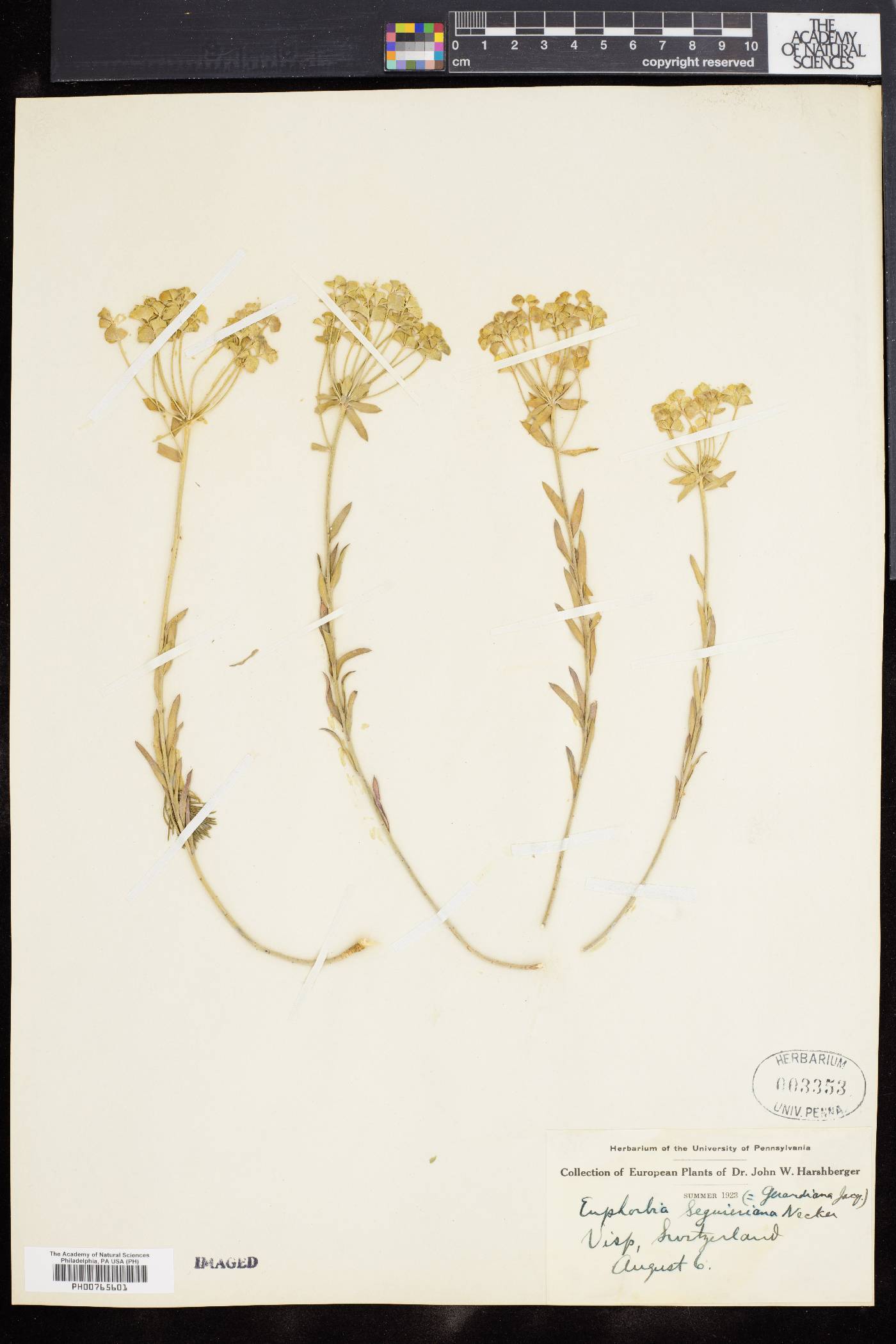 Euphorbia seguieriana image