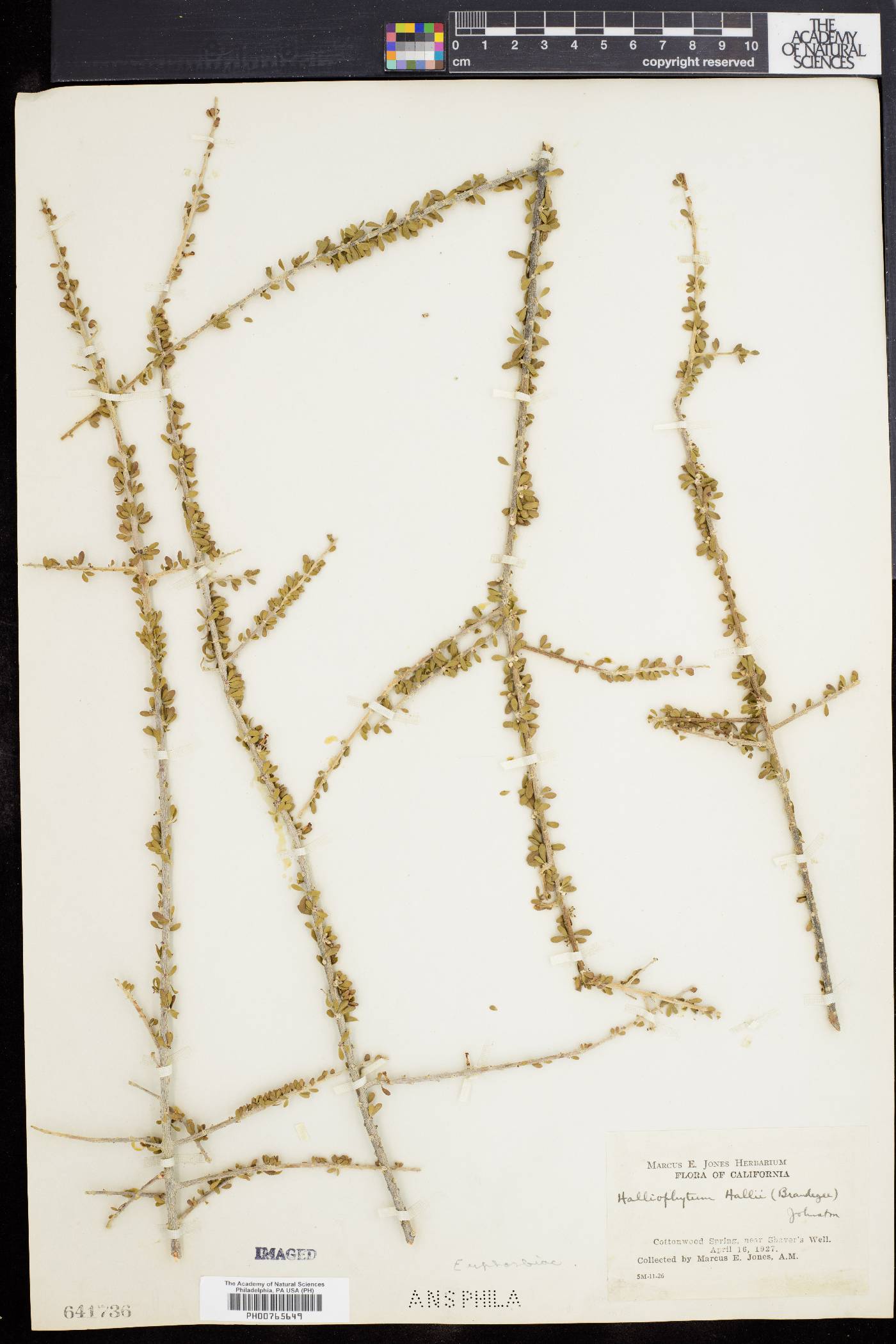 Halliophytum image