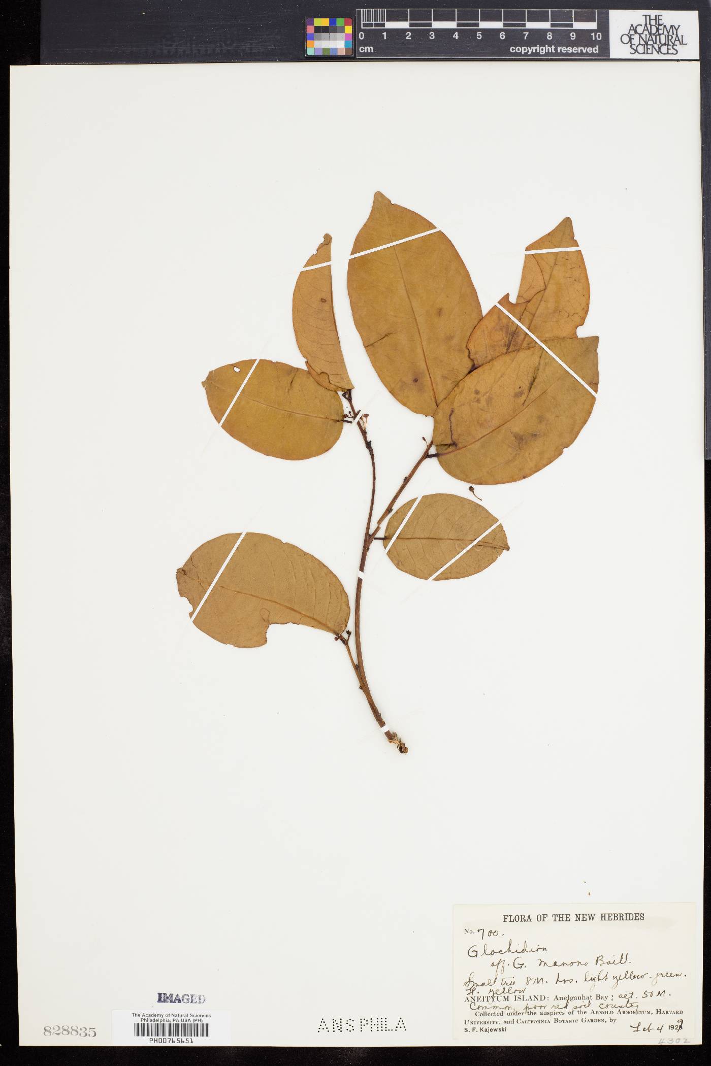 Glochidion manono image