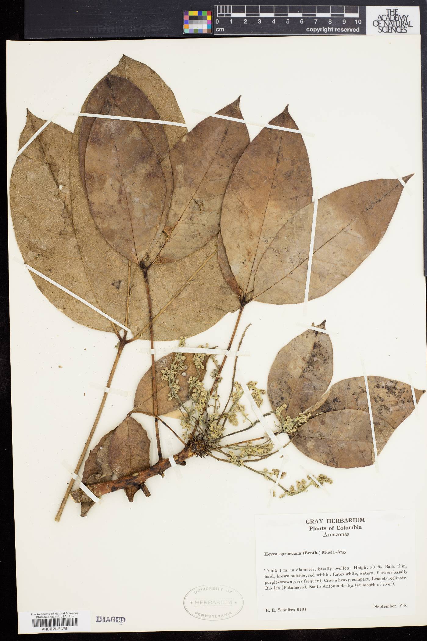 Hevea spruceana image