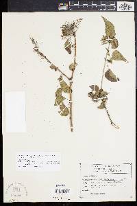 Jatropha cordata image