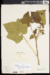 Jatropha curcas image