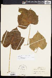 Jatropha curcas image