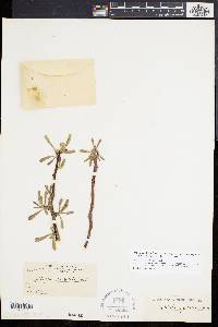 Jatropha dioica image