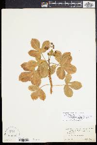 Jatropha gossypiifolia image