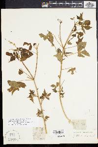 Jatropha gossypiifolia image