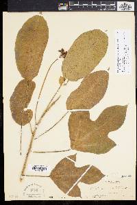 Jatropha integerrima image