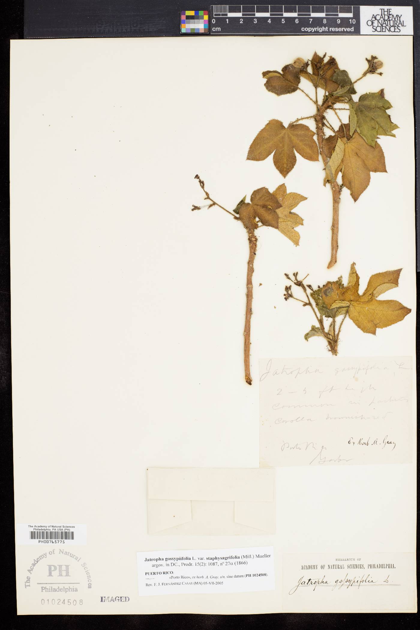 Jatropha gossypiifolia var. staphysagriaefolia image