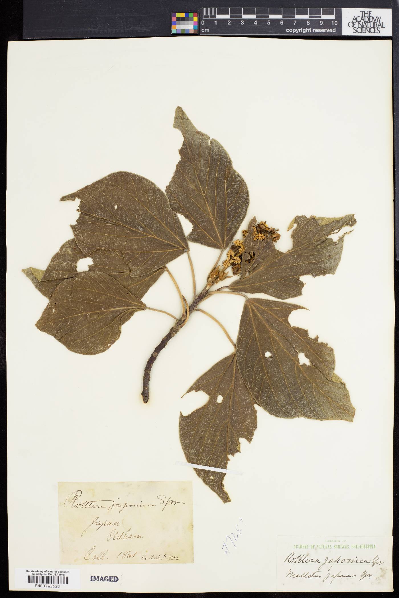 Mallotus japonicus image