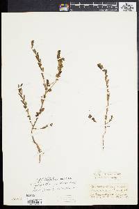 Phyllanthus pudens image