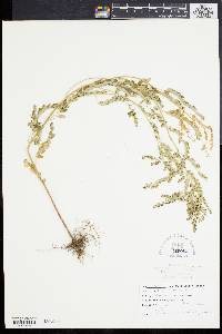 Phyllanthus fraternus image