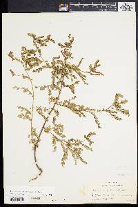 Phyllanthus amarus image