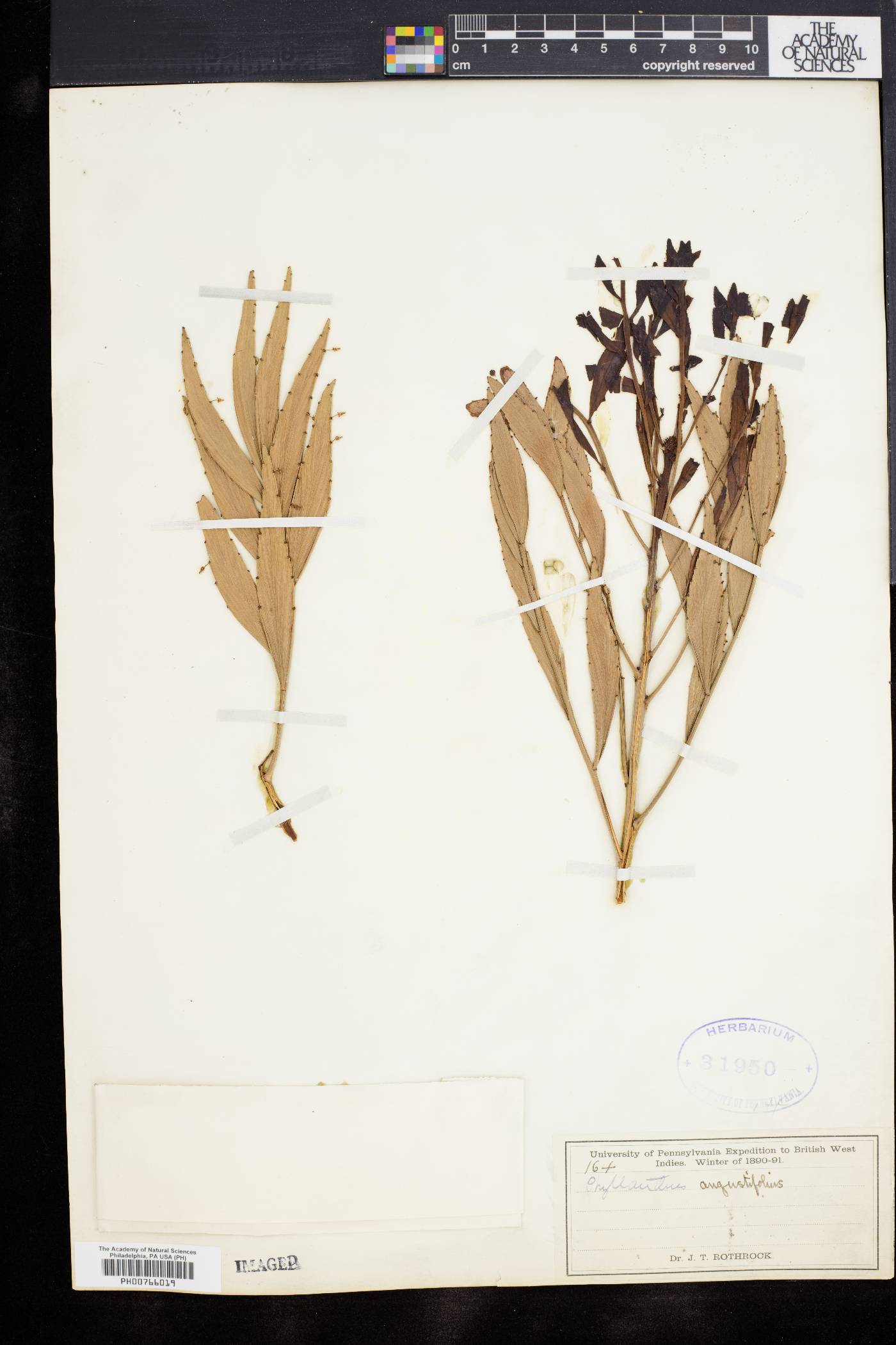 Phyllanthus angustifolius image