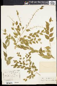 Phyllanthus acuminatus image