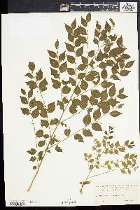 Phyllanthus acuminatus image
