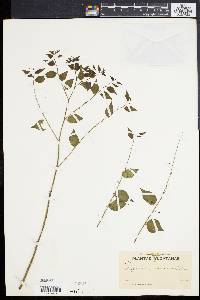 Phyllanthus acuminatus image