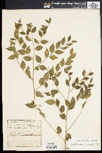 Phyllanthus acuminatus image
