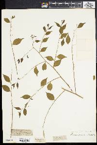 Phyllanthus acuminatus image