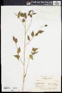 Phyllanthus acuminatus image