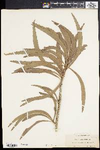 Phyllanthus epiphyllanthus image