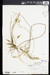 Image of Alyxia angustifolia