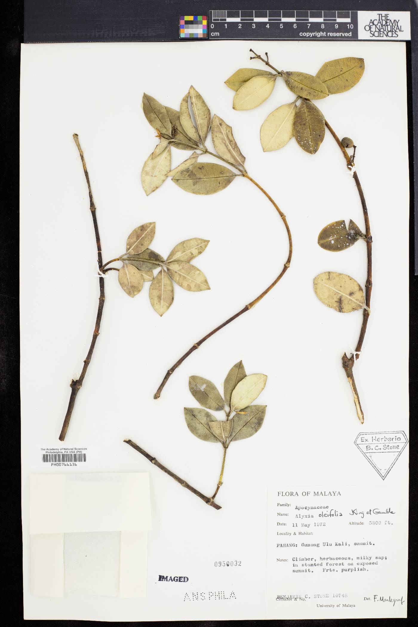 Alyxia oleifolia image