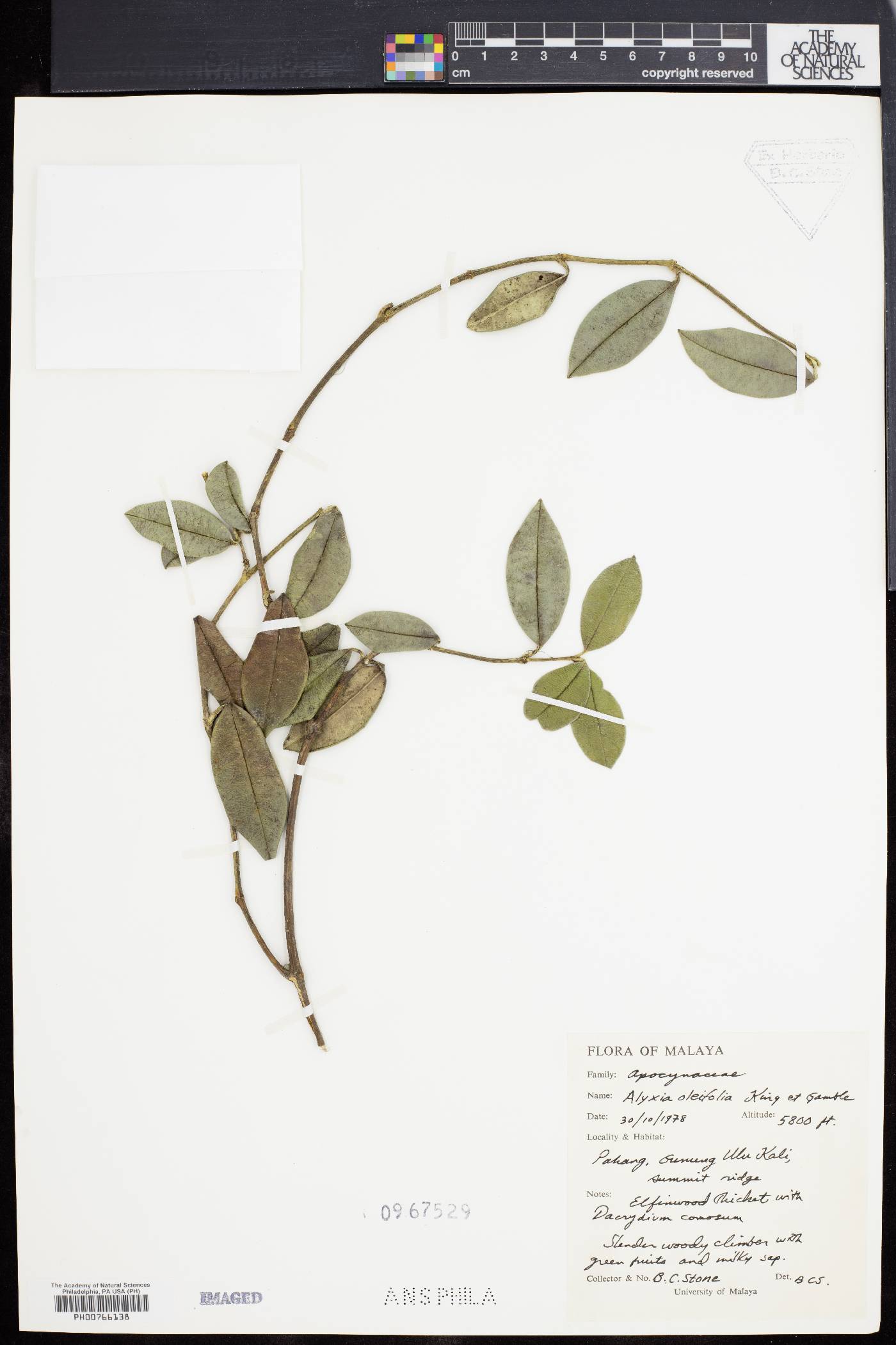 Alyxia oleifolia image