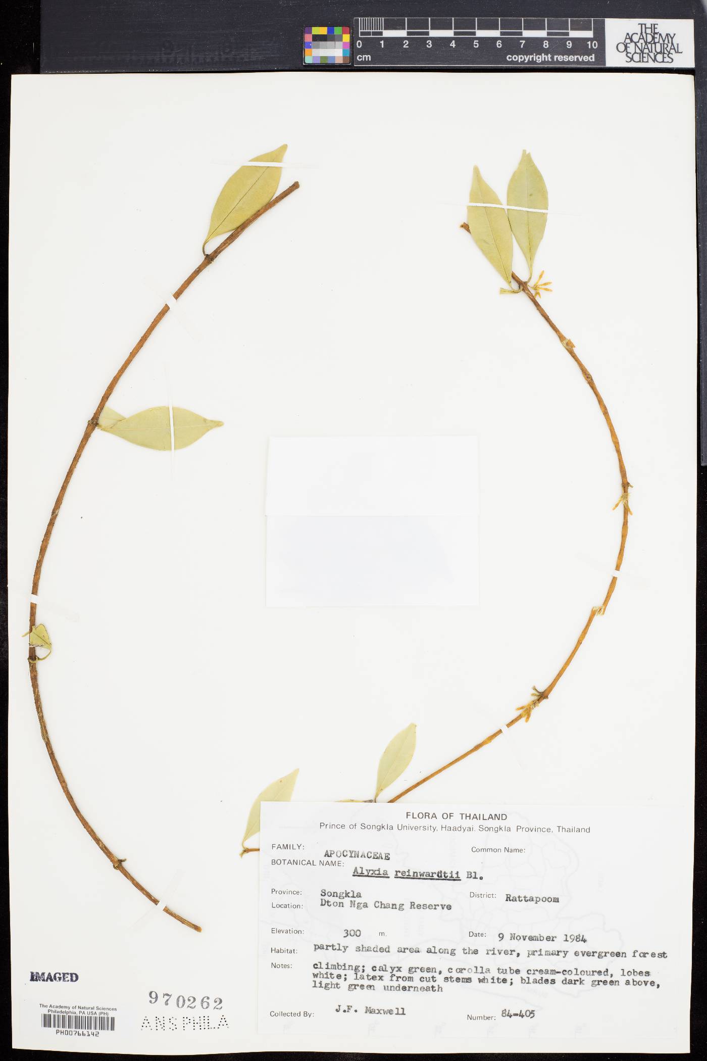 Alyxia reinwardtii image