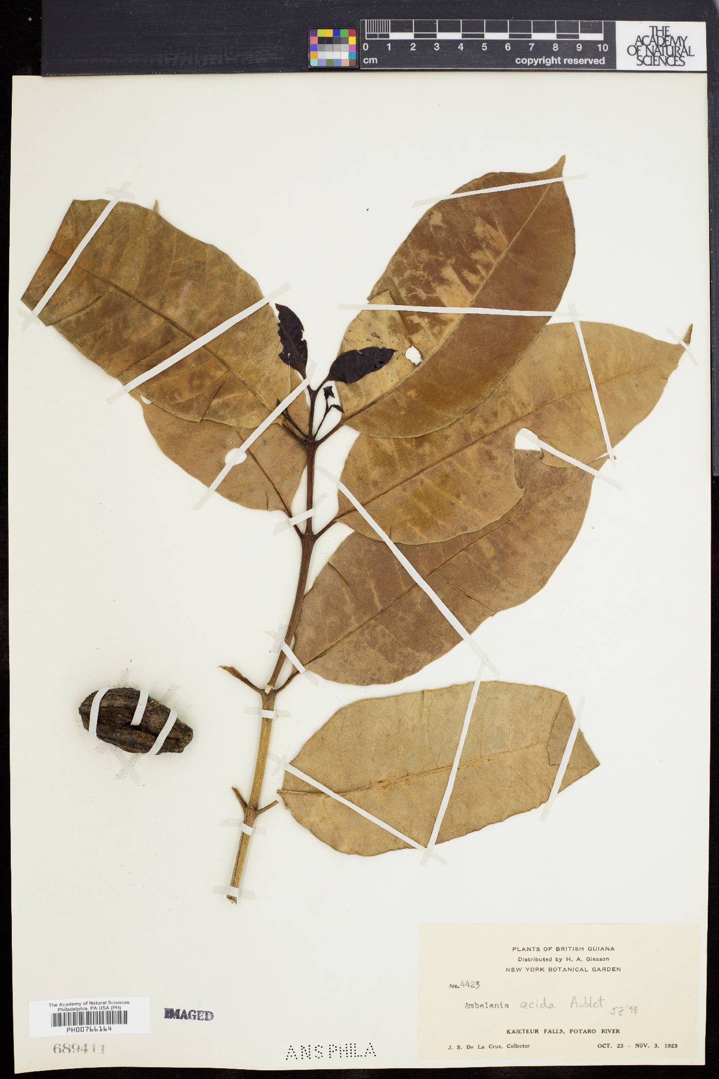 Ambelania image