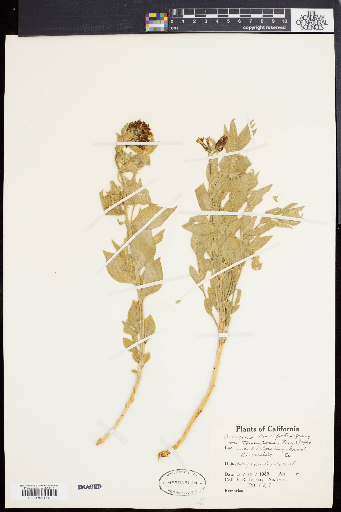 Amsonia tomentosa var. tomentosa image