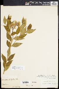 Amsonia tabernaemontana image