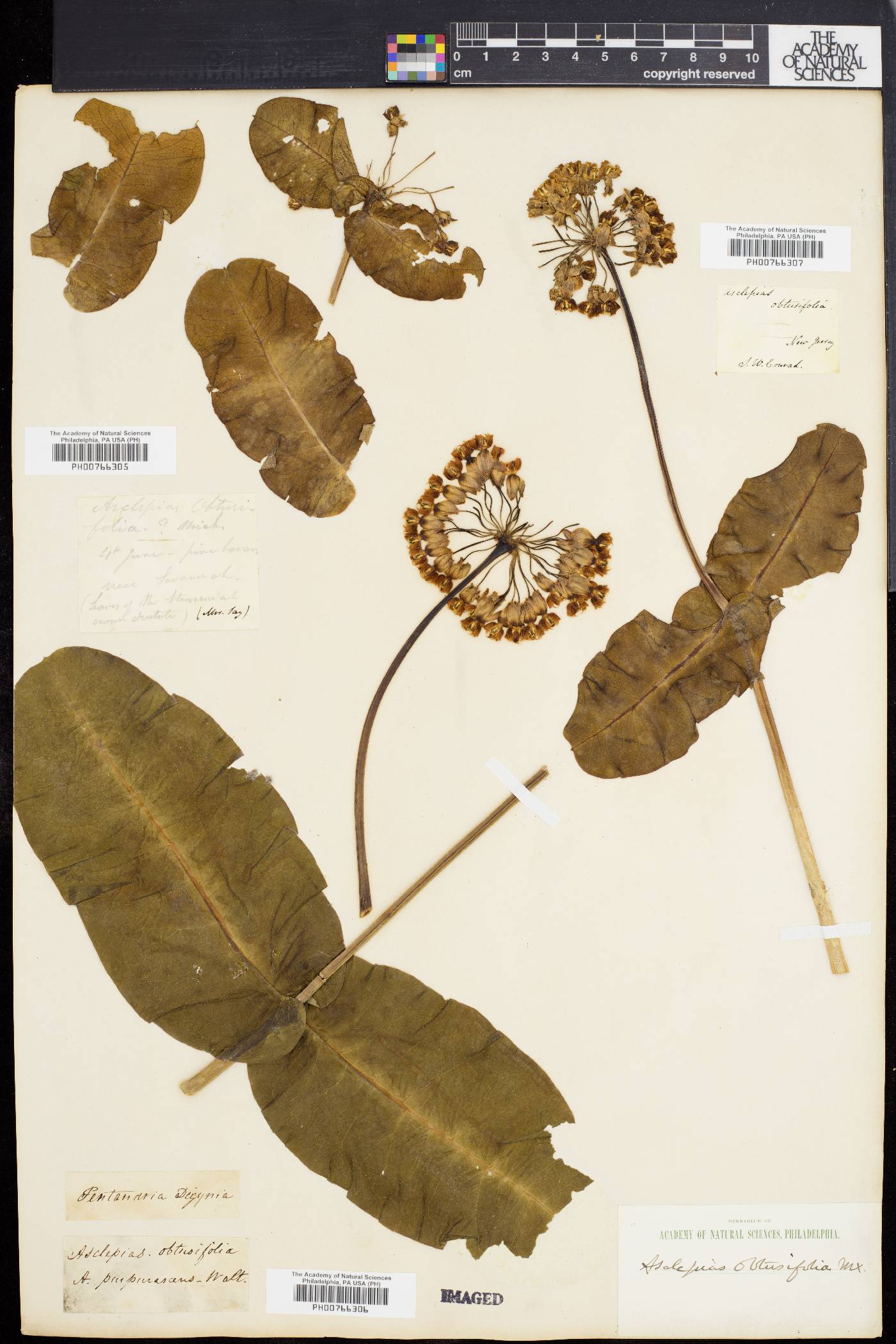 Asclepias consanguinea image