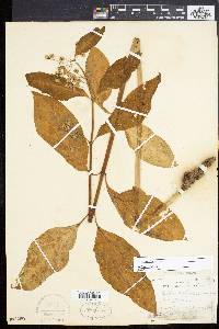 Asclepias exaltata image