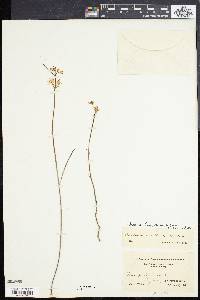 Asclepias feayi image