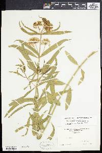 Asclepias fascicularis image