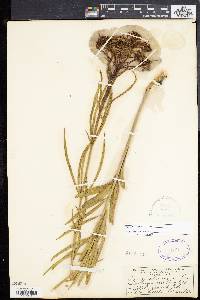 Asclepias fascicularis image