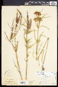 Asclepias fascicularis image