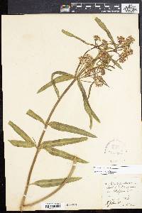 Asclepias fascicularis image