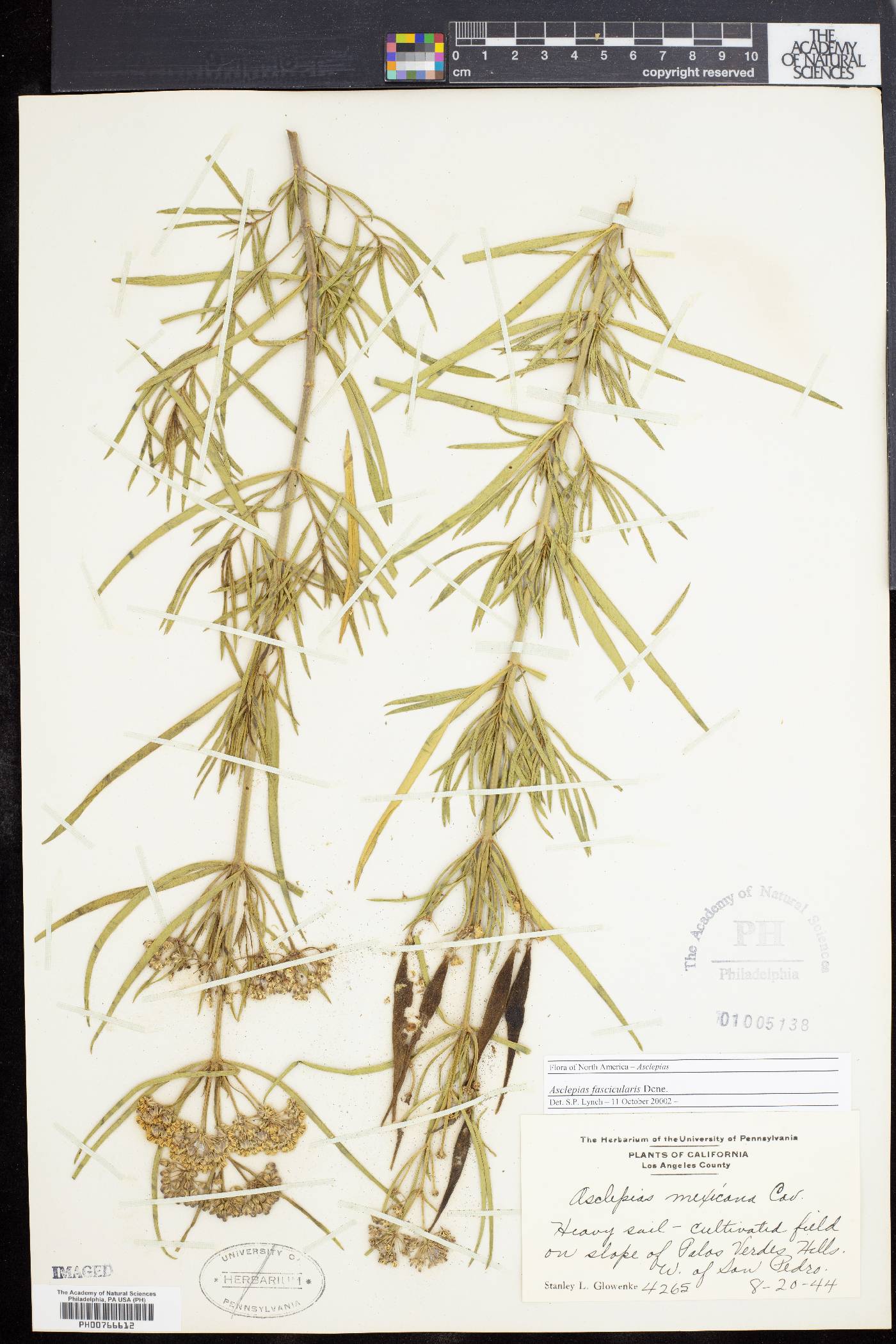 Asclepias fascicularis image