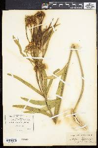 Asclepias fascicularis image