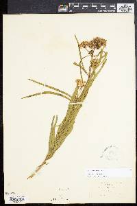 Asclepias fascicularis image