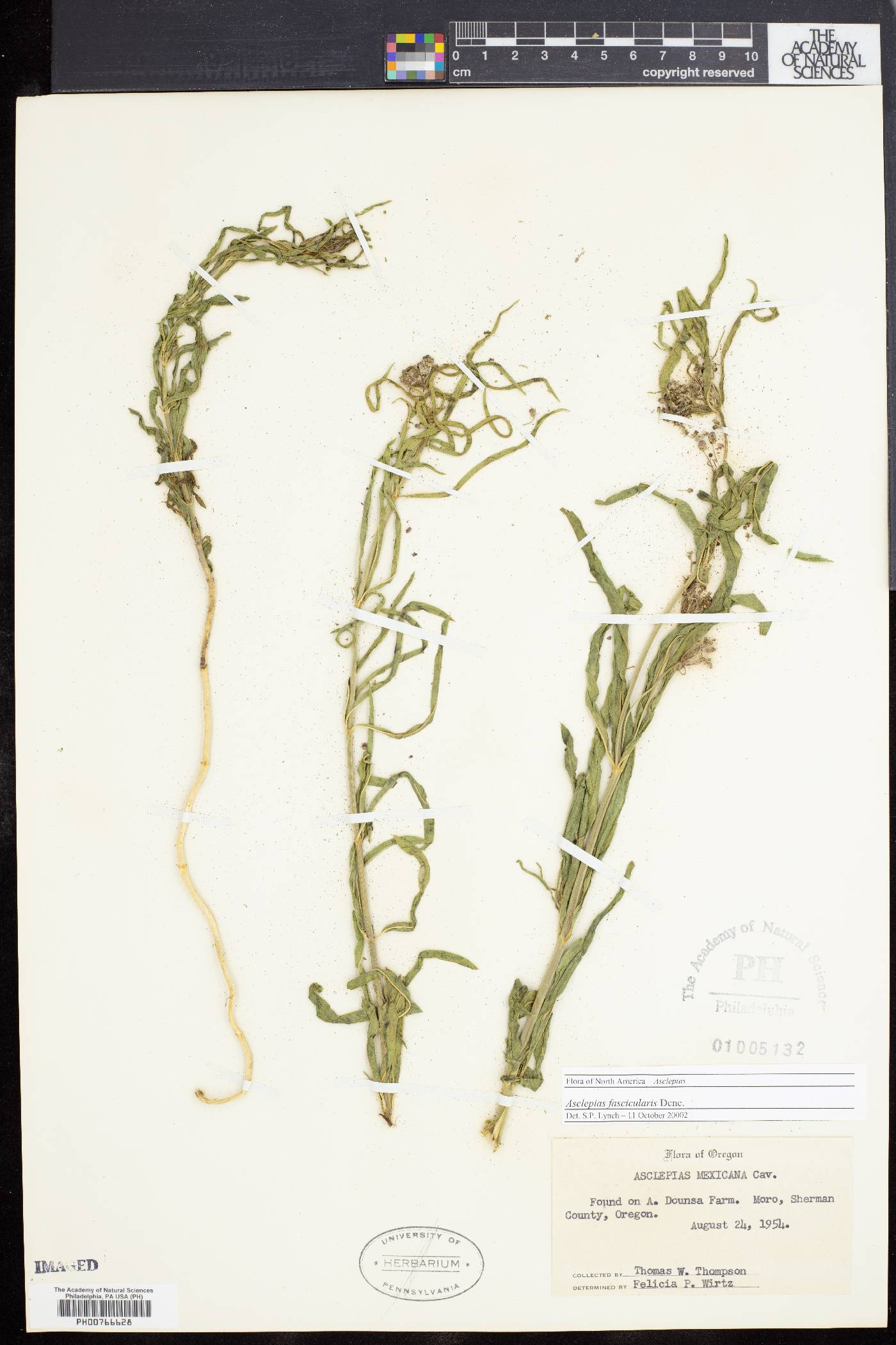 Asclepias fascicularis image