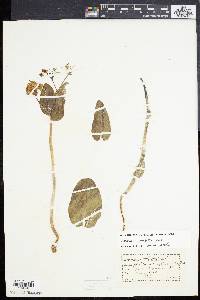 Asclepias humistrata image