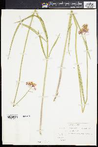 Asclepias lanceolata image