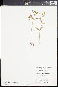 Asclepias pedicellata image