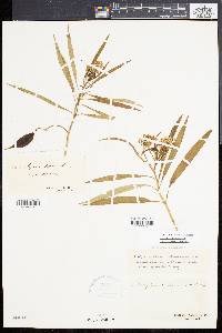 Asclepias perennis image