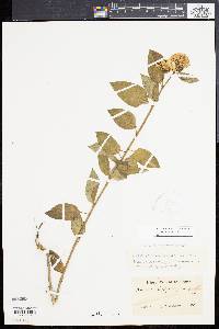 Asclepias perennis image