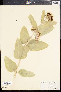 Asclepias speciosa image