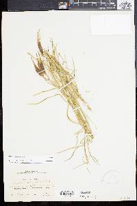 Asclepias subverticillata image